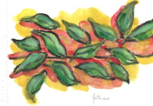FEUILLES DE FICUS